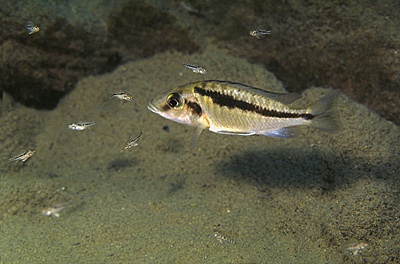 Mylochromis sp. 'lateristriga makanjila' Gome Rock